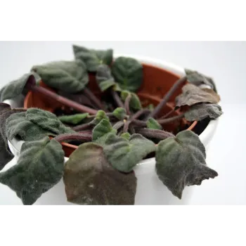 Natural Dry Indigo Leaves